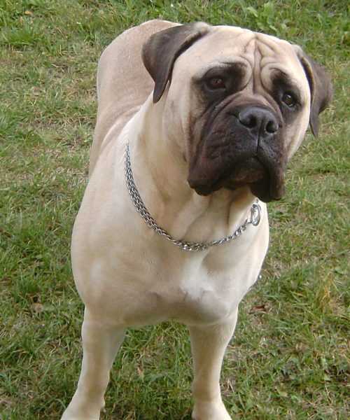 Bandolera Bohemia Ebero | Bullmastiff 