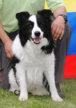 Logan Wupperthal Zanini | Border Collie 