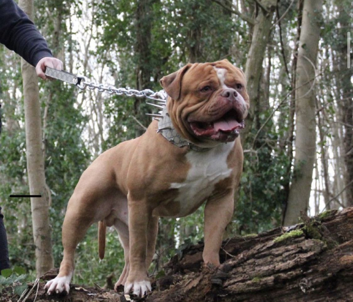 Fedor of MireCrocBully | American Bulldog 