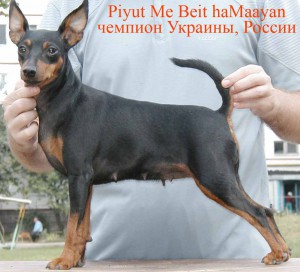 PIYU? ME BEIT HAMAAYAN | Miniature Pinscher 