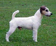 Eastlake Willy Wonka | Parson Russell Terrier 