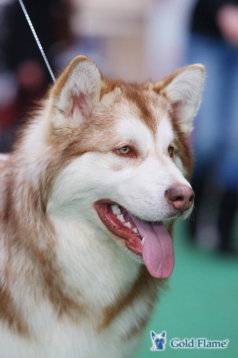Lenox Advokat | Alaskan Malamute 