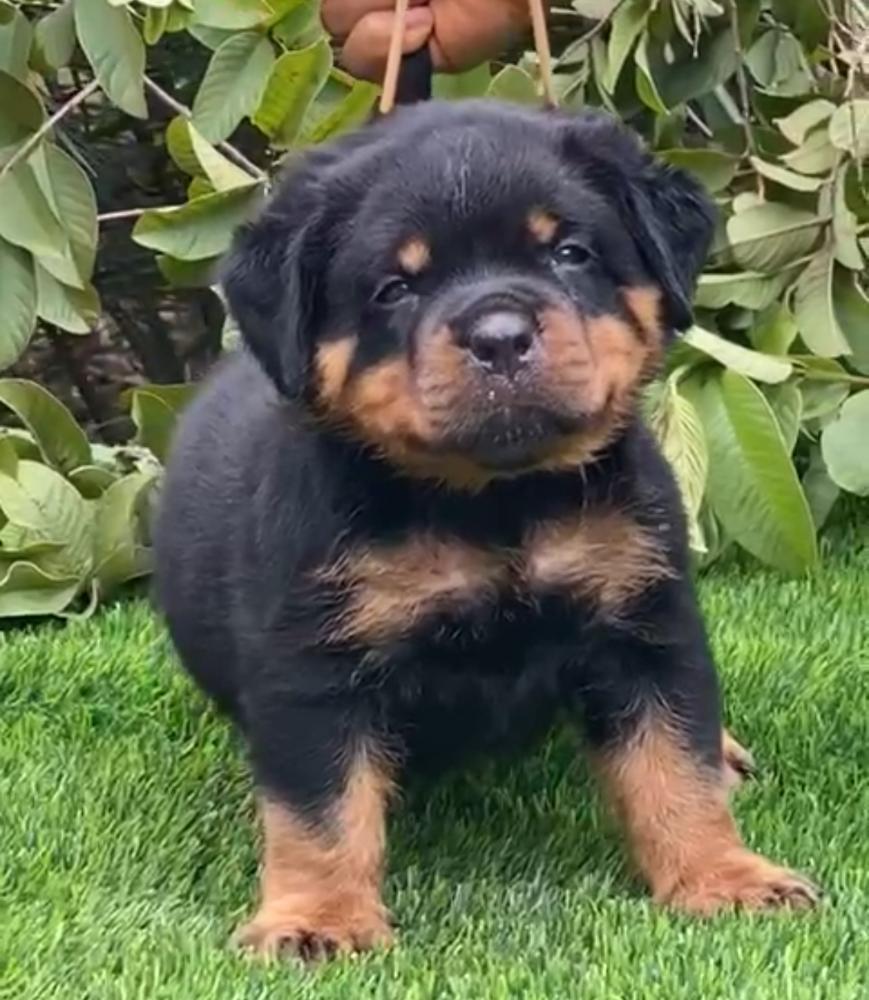 Joy vom solution farm | Rottweiler 