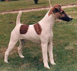 Riber Blazeaway | Smooth Fox Terrier 