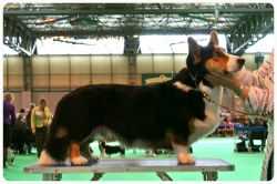 Cardigarden's Found My Nemo | Cardigan Welsh Corgi 