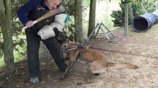 Faithful Sagitta Epirum | Belgian Malinois 