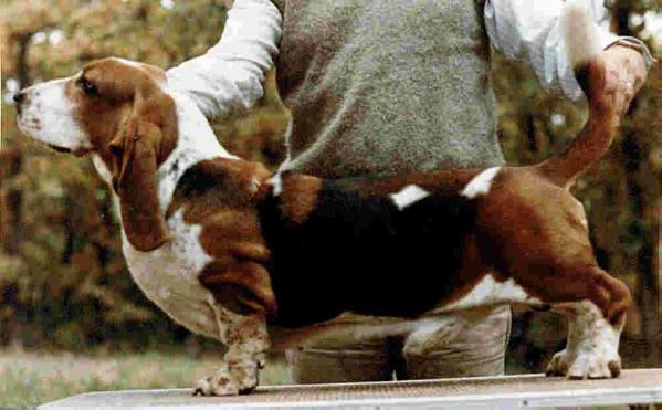 Coran's Country Chaz | Basset Hound 