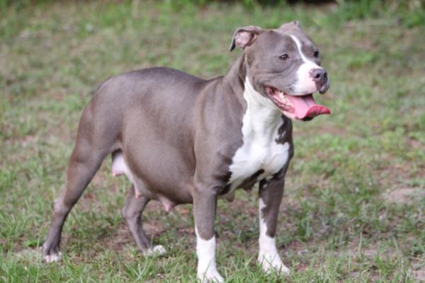 Annie Von White | American Pit Bull Terrier 