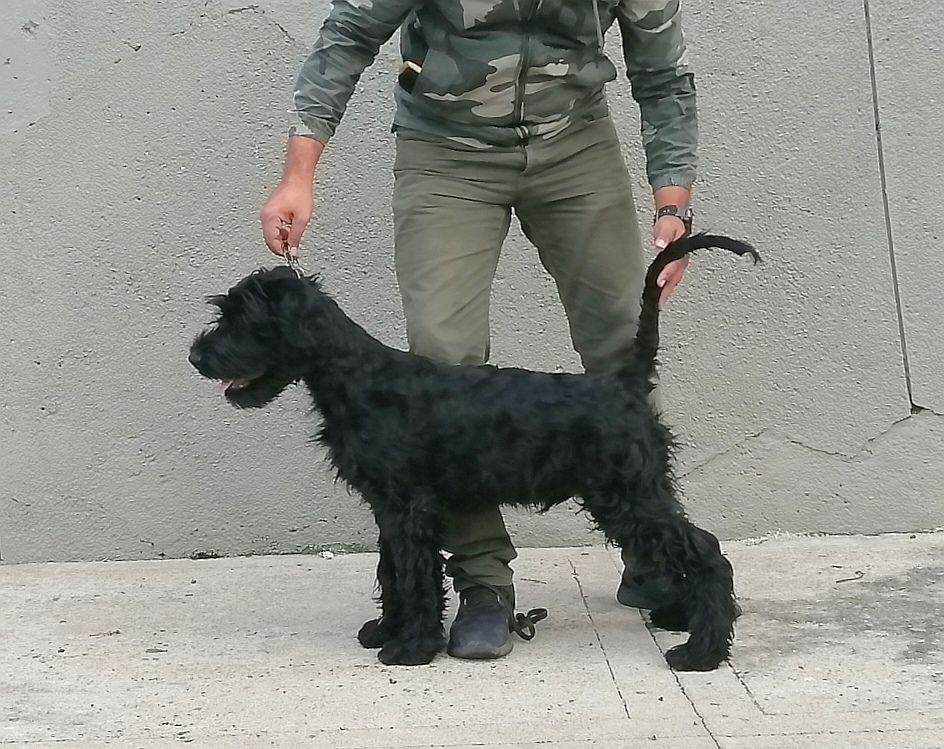 Arrayán de los Manassevitz | Giant Schnauzer 