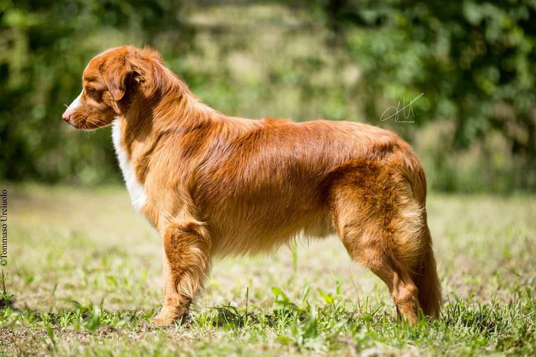 Manitou's Dakota Del Vecchio Mulino | Nova Scotia Duck Tolling Retriever 