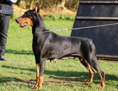 Chantal Best of Milano | Black Doberman Pinscher