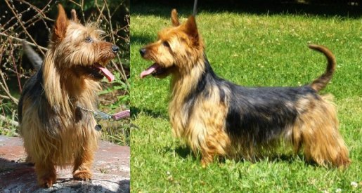 Truozzy'S Hands Off | Australian Terrier 
