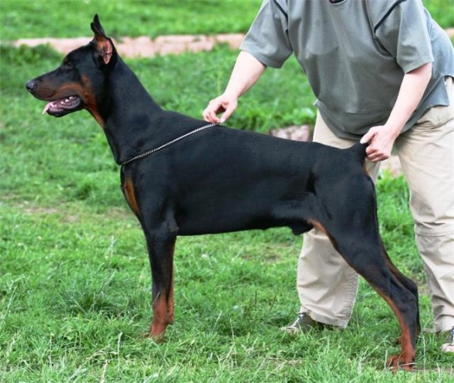 Zaza de Bella y Feliz Estrella | Black Doberman Pinscher