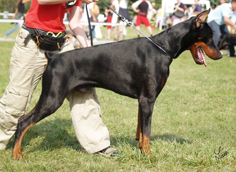 Sergius-Aleksandrija Zodijak | Black Doberman Pinscher