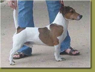 Confident Connor Of Jack Paradise | Jack Russell Terrier 