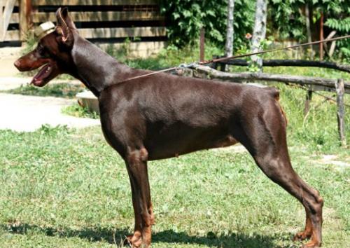 Amazing Grace di Altobello | Brown Doberman Pinscher