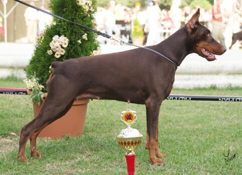 Pebbles the Best Line | Brown Doberman Pinscher