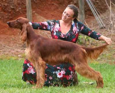 Last Passions Hunter Triaccan | Irish Setter 