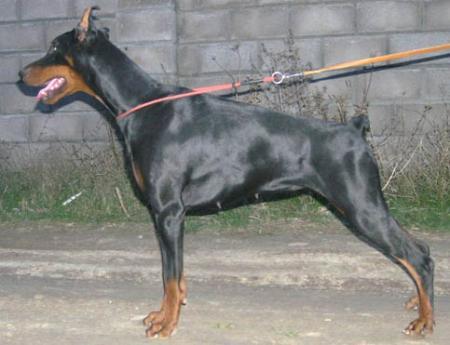 Modus Ost Wis Wespera | Black Doberman Pinscher