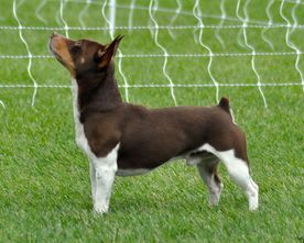 Weebits Copper Dynamo | Teddy Roosevelt Terrier 