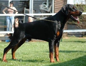 Keyalas Wot Kotka | Black Doberman Pinscher