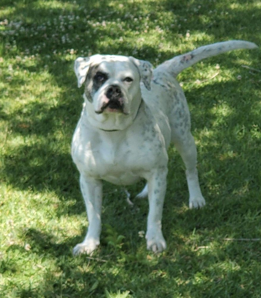 Carroll’s Mazie of Doc Dawgs | American Bulldog 