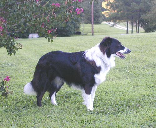 Wingler's Dillon | English Shepherd 