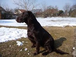 Sili z Vlcích luk | Flat-Coated Retriever 