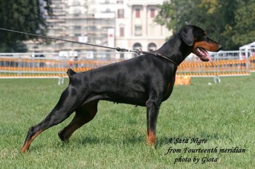 A'Sara Nigre from Fourtheenth Meridian | Black Doberman Pinscher