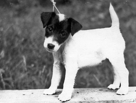 Bodils Quartz | Smooth Fox Terrier 