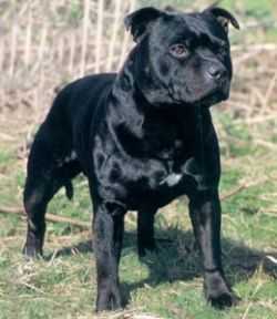 Bombstaff Blackthorn At Bullhawk | Staffordshire Bull Terrier 