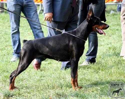 Silvana Sabrina del Fiorsilva | Black Doberman Pinscher