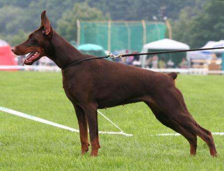 Modus Ost Rush Raketa | Brown Doberman Pinscher