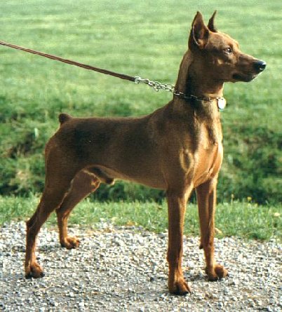 SALTO z Pyselky | German Pinscher 