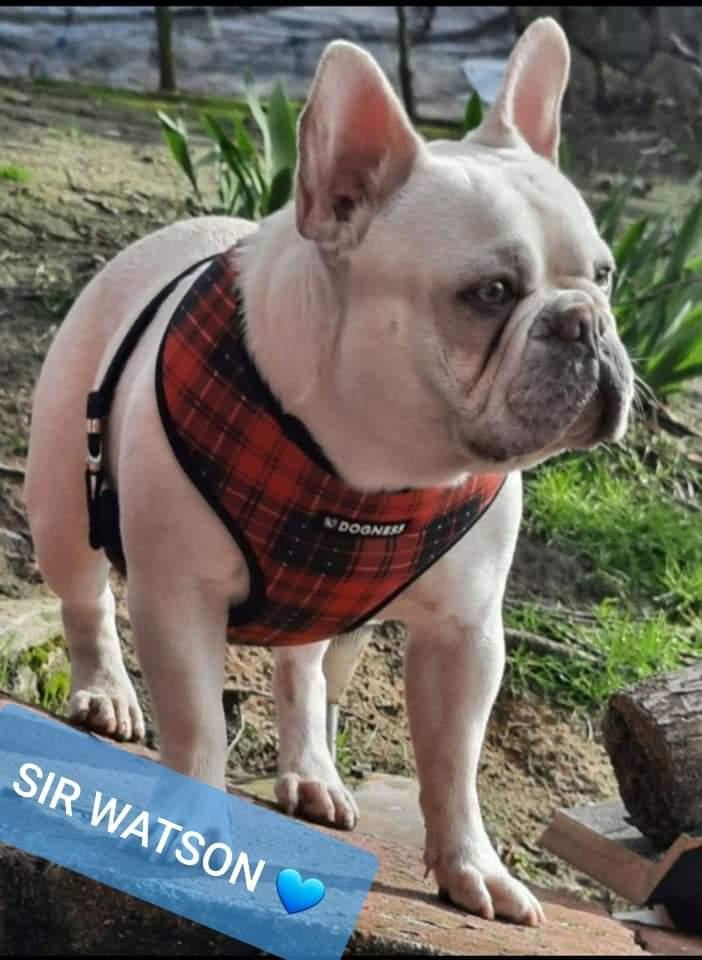 Sir Watson of Koçoglu | French Bulldog 