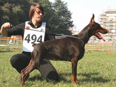 Modus Ost Renida Rapira | Brown Doberman Pinscher