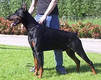 Antheus di Villa Castelli | Black Doberman Pinscher