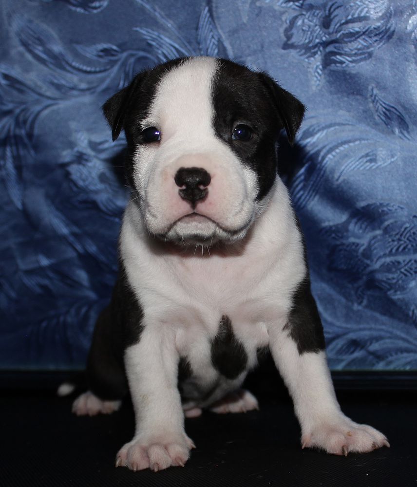 Far Lep Hardinna S?mi Horst | American Staffordshire Terrier 