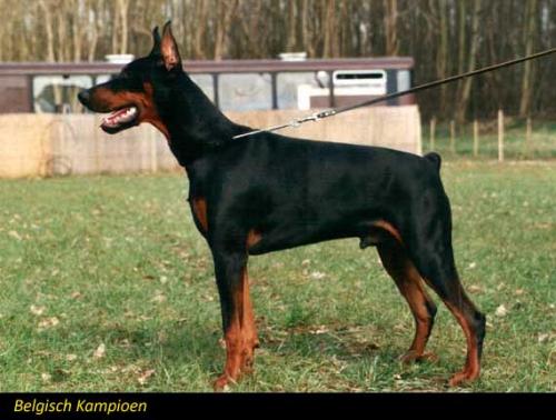 Axx (LOSH 0888532 ) | Black Doberman Pinscher