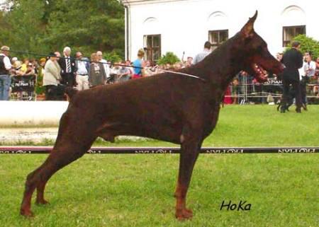 Modus Ost Krokus Kommandos | Brown Doberman Pinscher