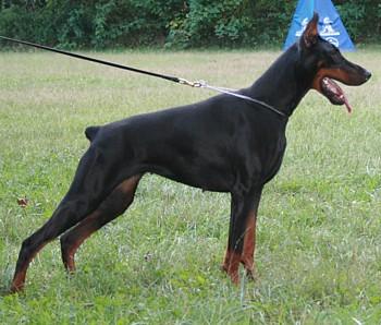 Randy dei Nobili Nati | Black Doberman Pinscher