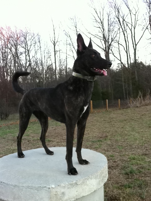 Pandora Van Cobra Kai | Dutch Shepherd 