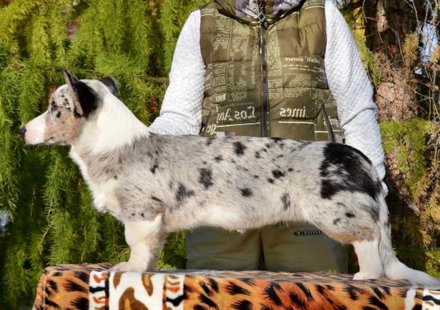 Sevastopolskiy vals Royz | Cardigan Welsh Corgi 