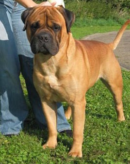 Dynamic force opium law | Bullmastiff 