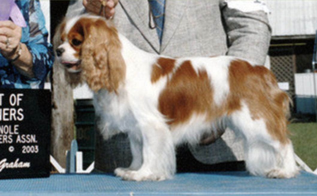 Immenhof’s Britney Spears | Cavalier King Charles Spaniel 