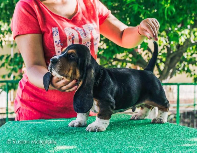 Atlas Night Sky City Hound | Basset Hound 