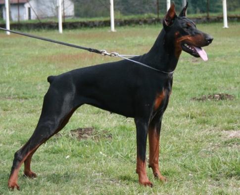 Roxanne dei Nobili Nati | Black Doberman Pinscher