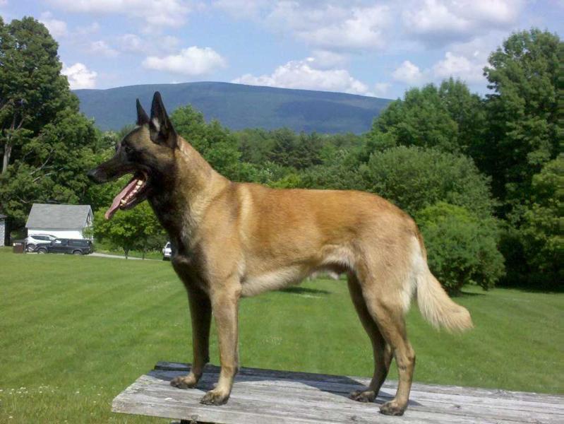 Azar von Koewitz | Belgian Malinois 