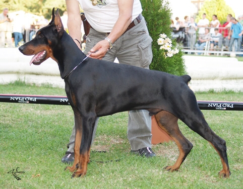 Viper di Campovalano | Black Doberman Pinscher