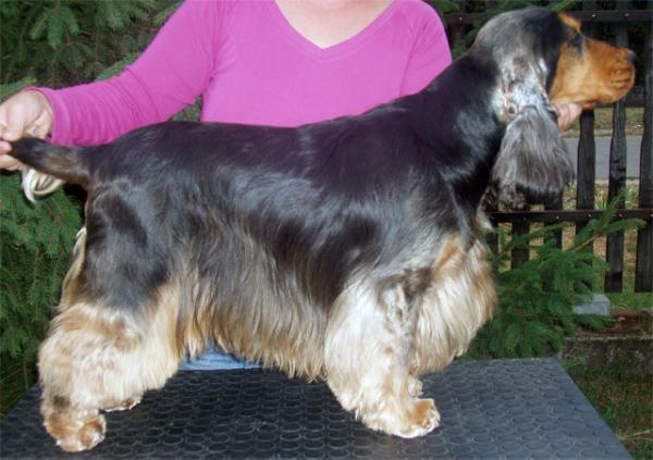 Rizi-Bizi Sable Tumbler | English Cocker Spaniel 